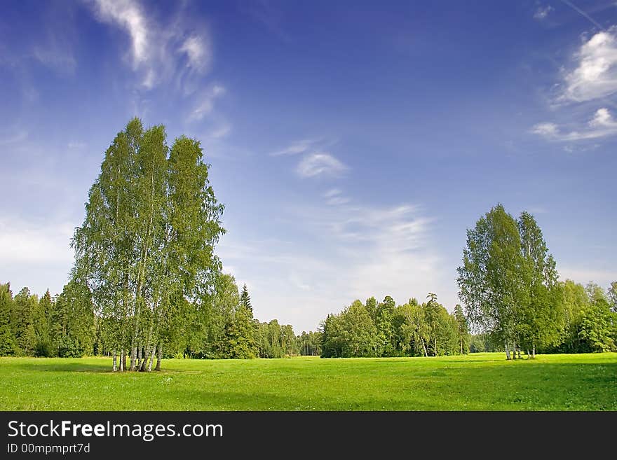 Green  birches