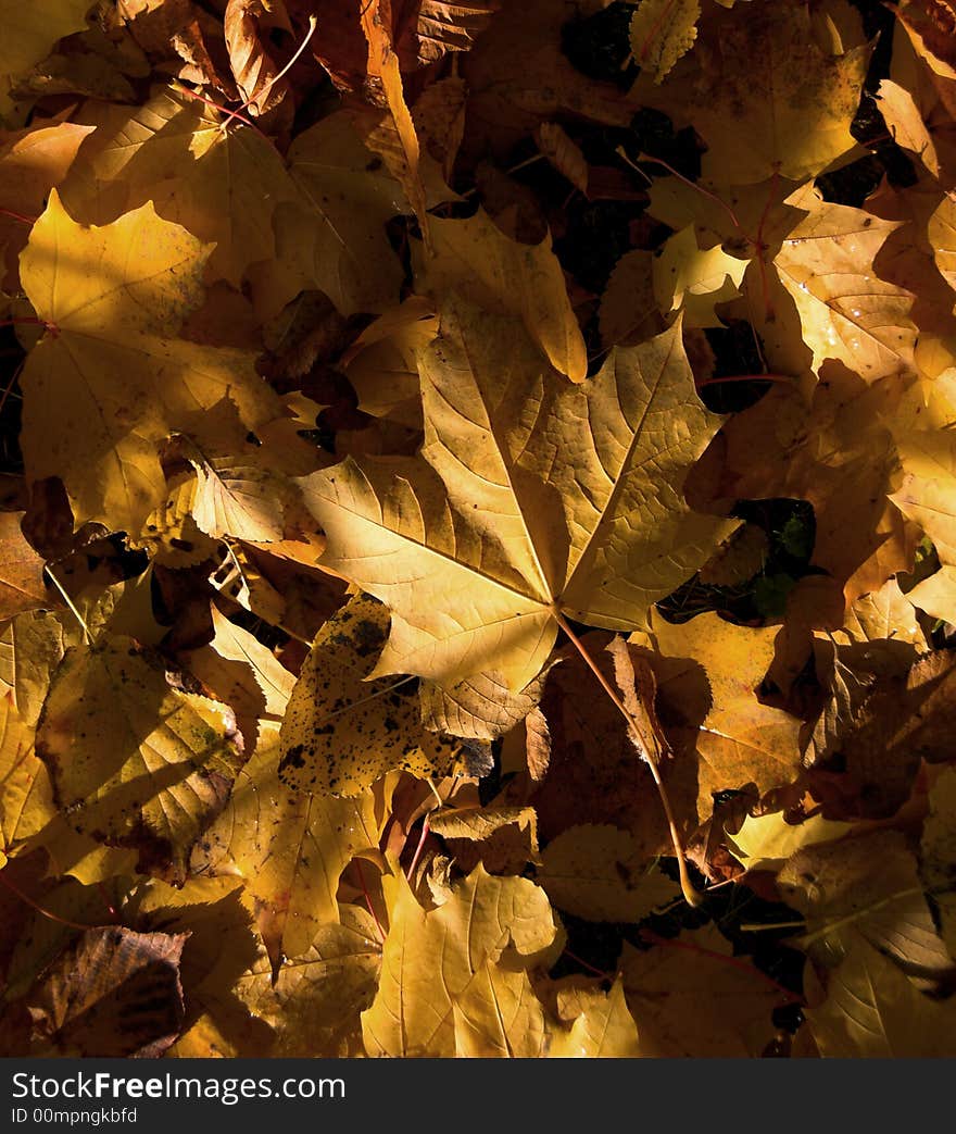 A background of autumn leaves