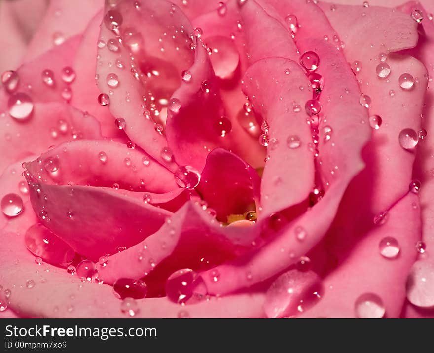 Many drops on rose