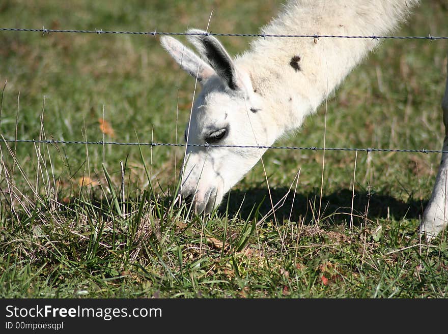 An emu grazing in a field. An emu grazing in a field