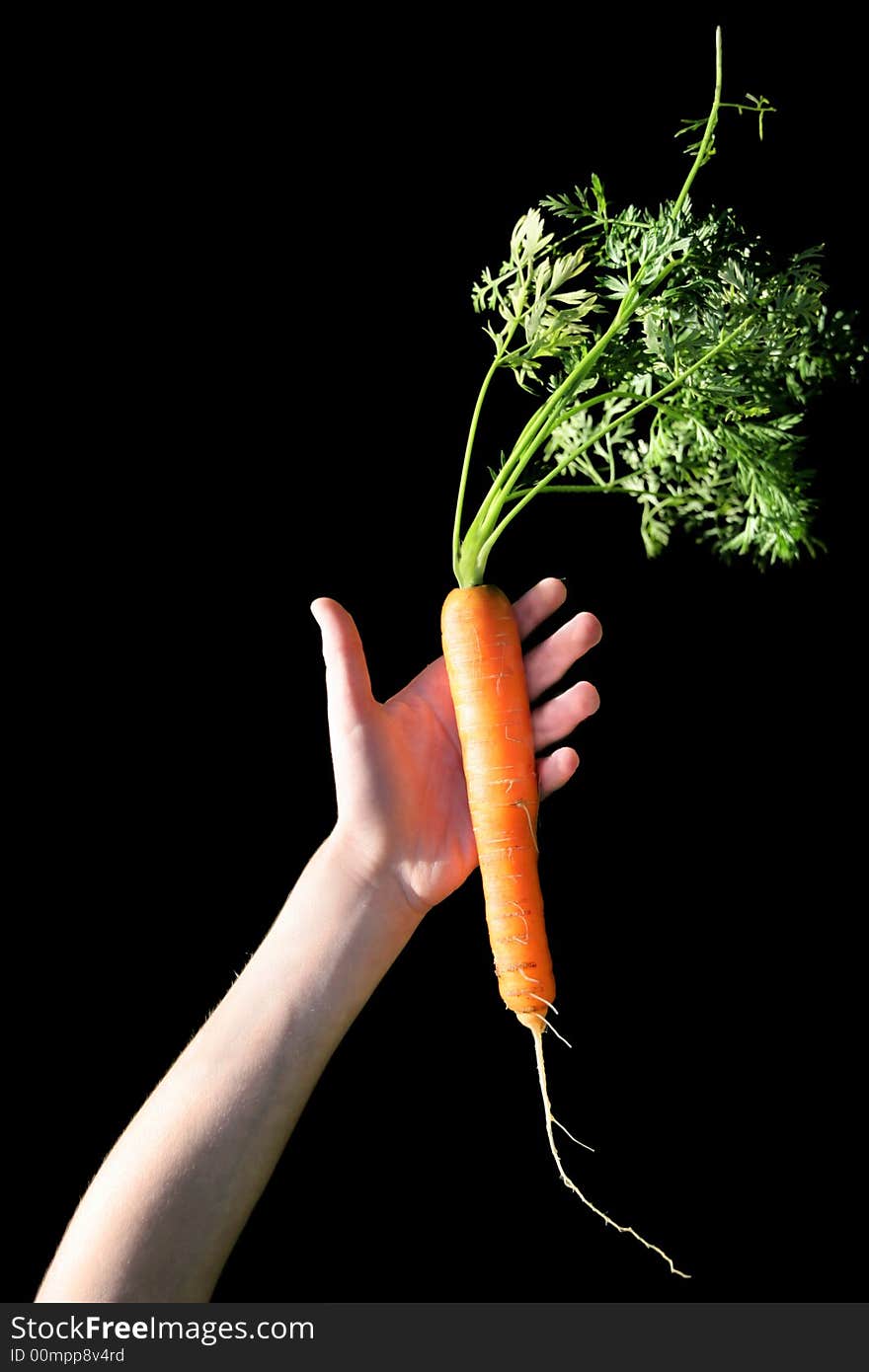 Child holds a fresh clean carrot, isolated on black background. Child holds a fresh clean carrot, isolated on black background