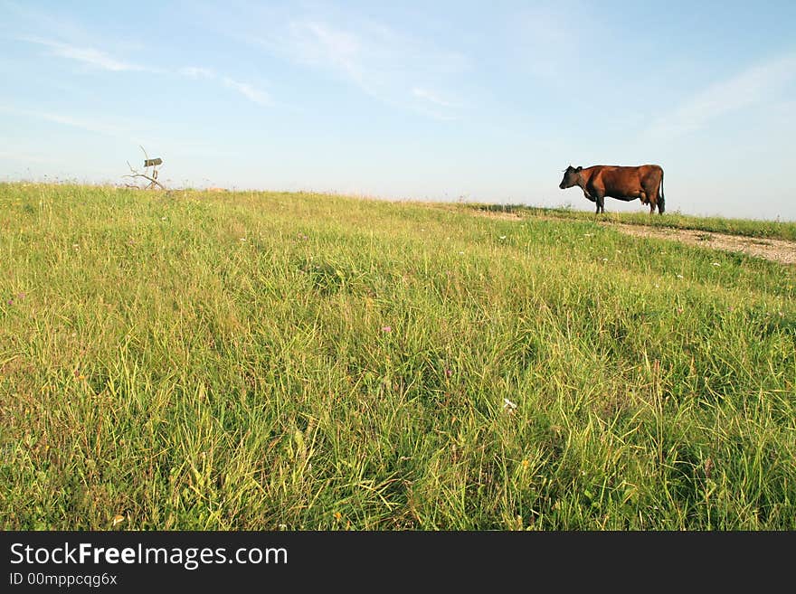 Cow feeding in the meadow by the country road, Latvia, Europe. Cow feeding in the meadow by the country road, Latvia, Europe