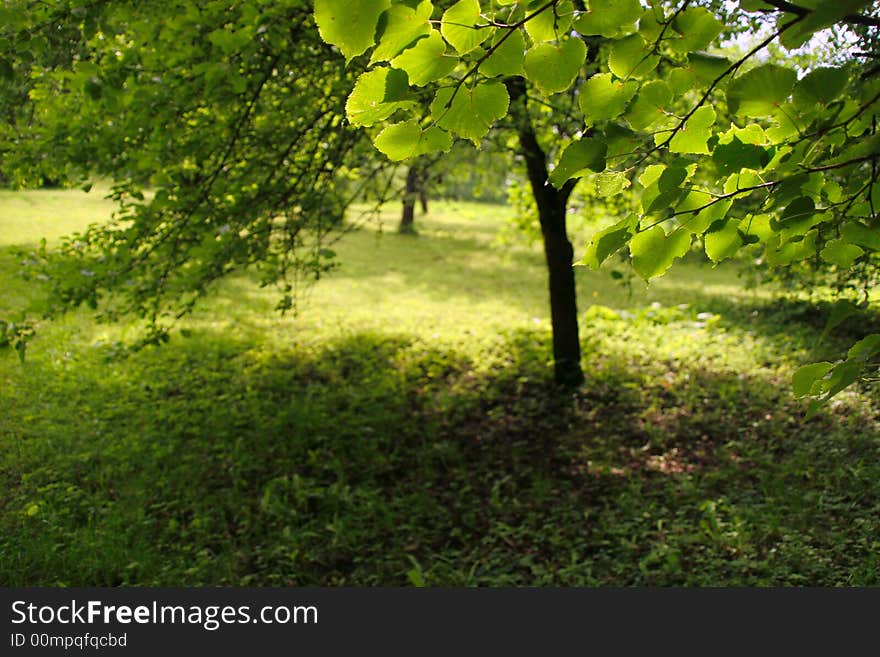 Backlight green leaves with apple tree silhouette in background. Backlight green leaves with apple tree silhouette in background