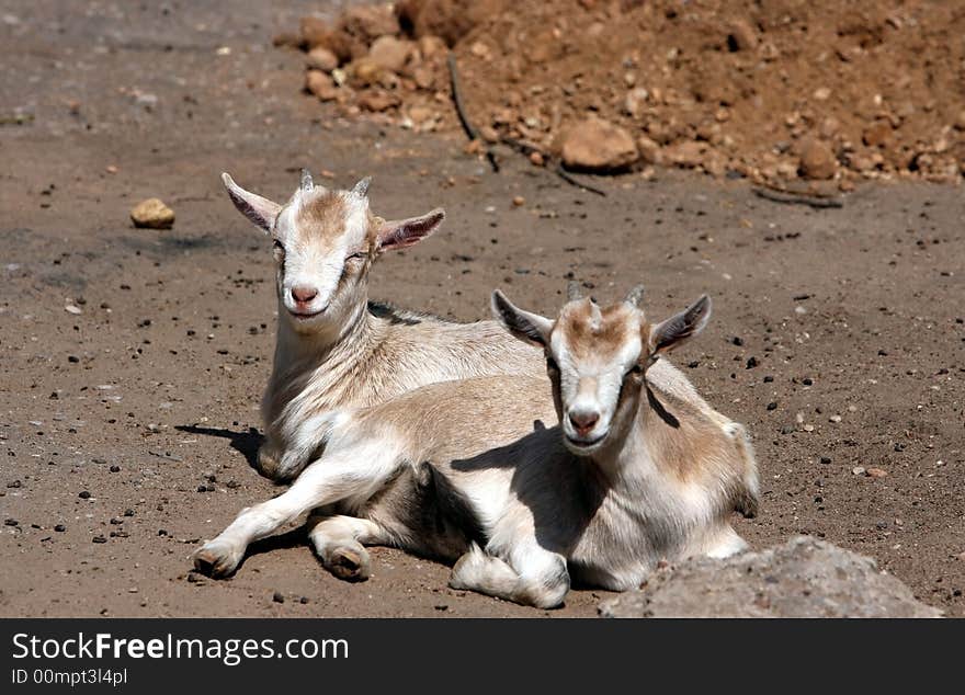 Two  lying goatlings in the zoological garden. Two  lying goatlings in the zoological garden