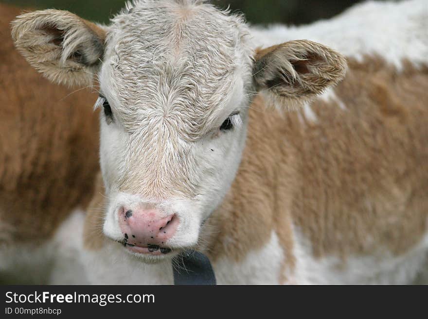 With soil on his mouth, he was glaring at us innocently. With soil on his mouth, he was glaring at us innocently