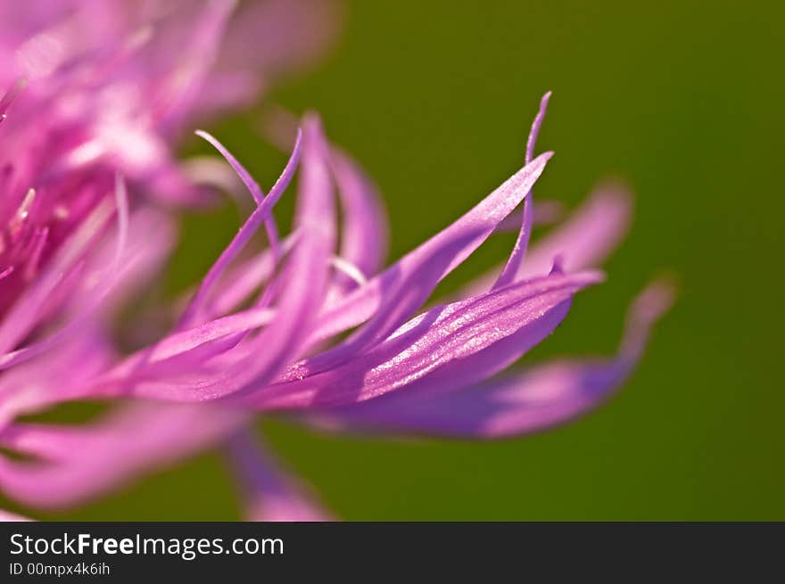 Pink Blossom