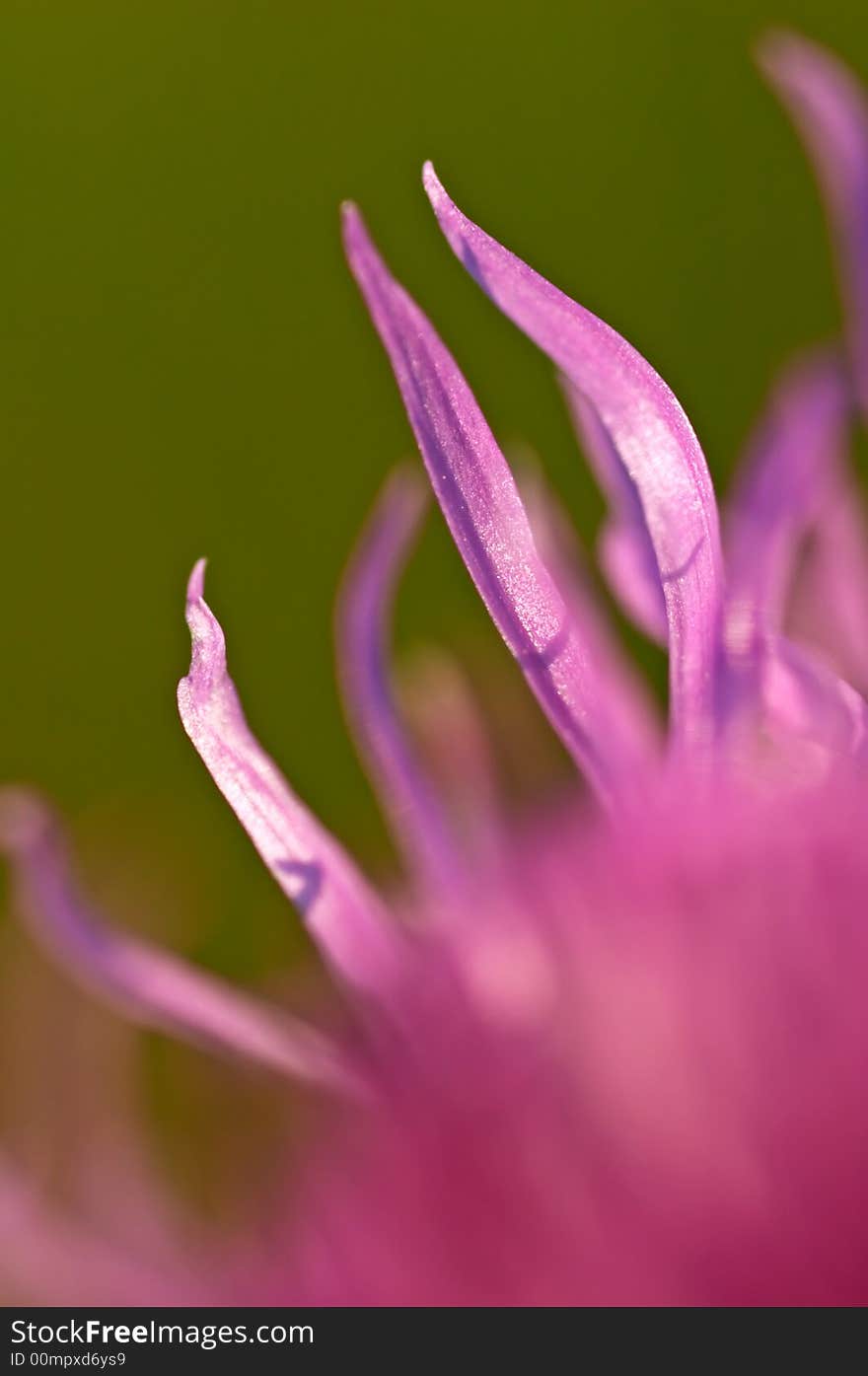 Pink Blossom