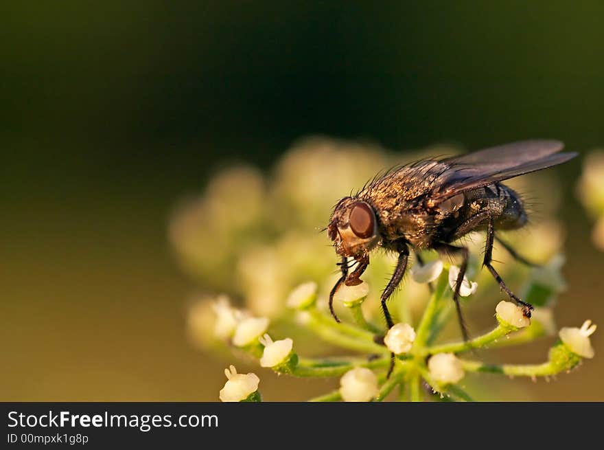 Fly sitting on a flower