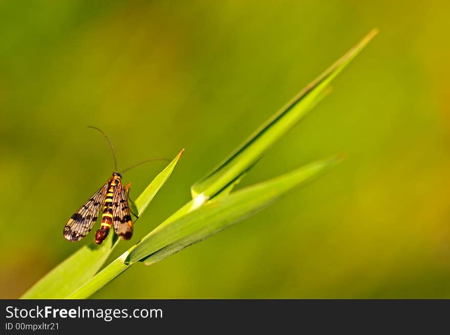 Small scorpionfly