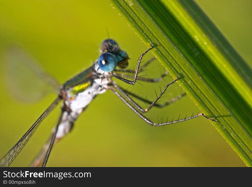 Damselfly