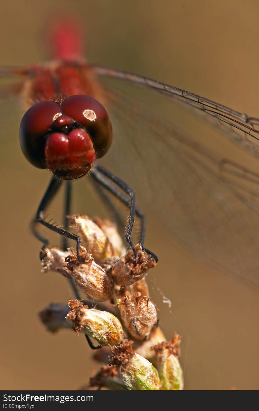 Red dragonfly head close-up focused on head background blur