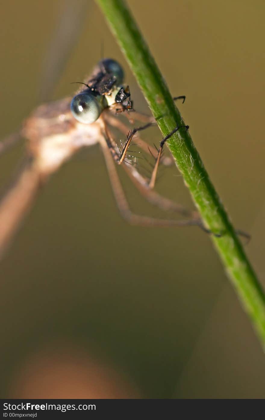 Damselfly with big eye on a grass