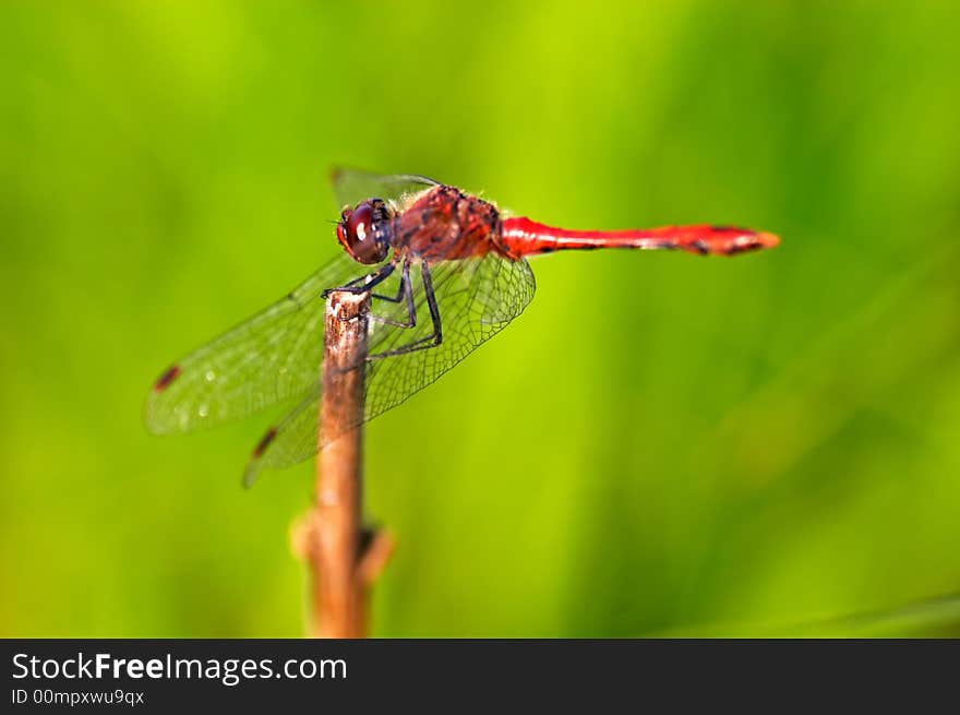 Red Dragonfly on a branch