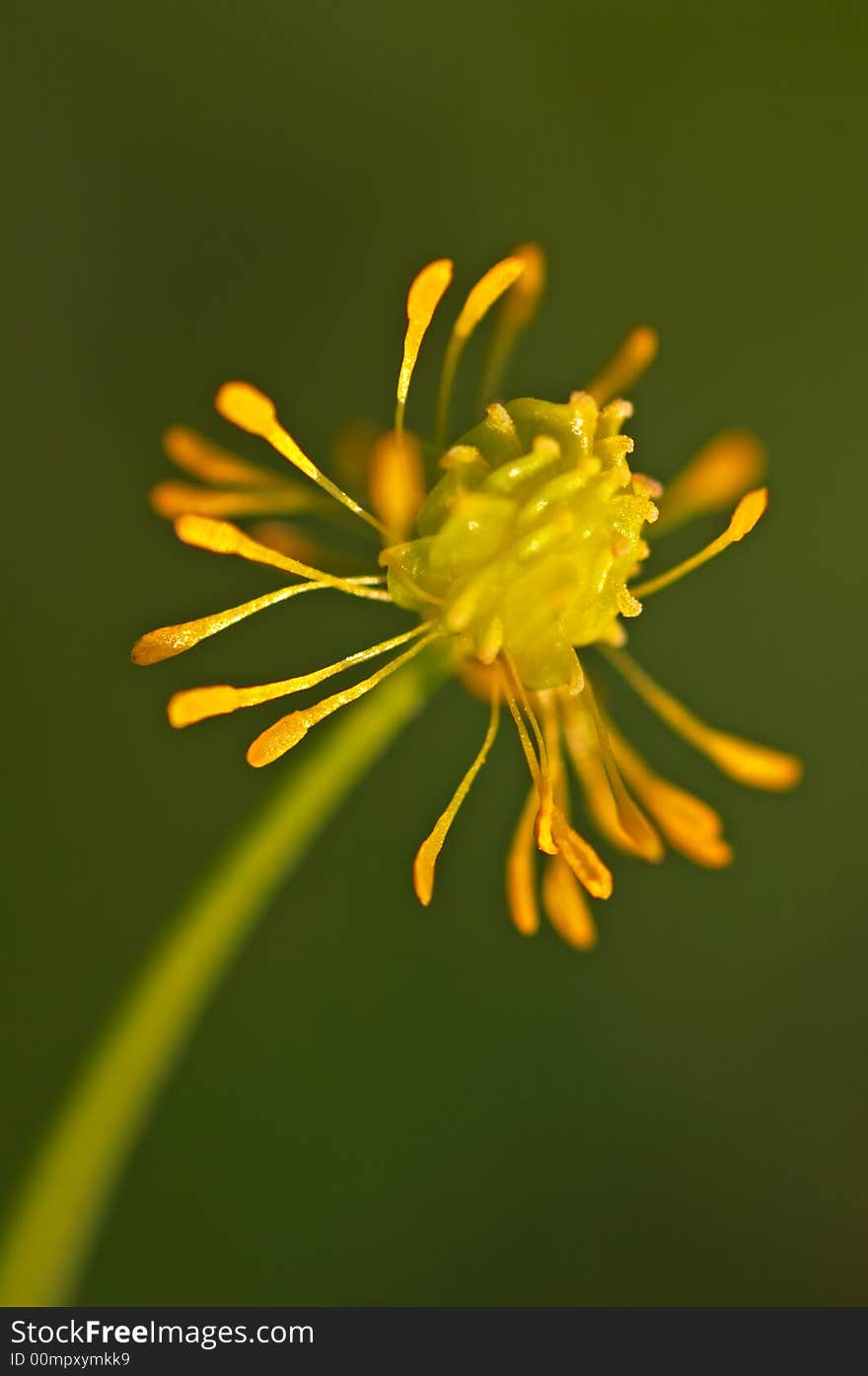 Yellow Wildflower in a Meadow