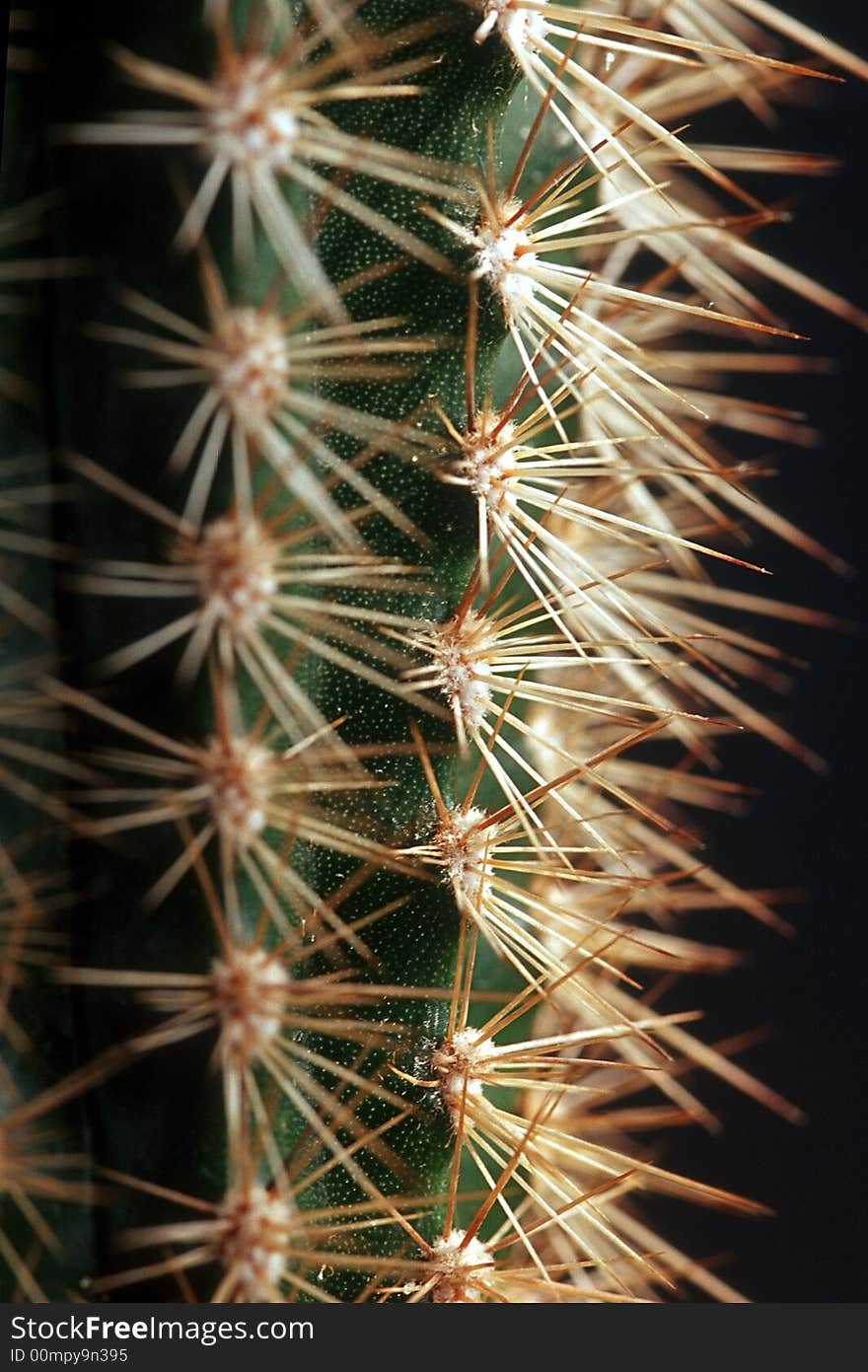 Little green cactus with spike.