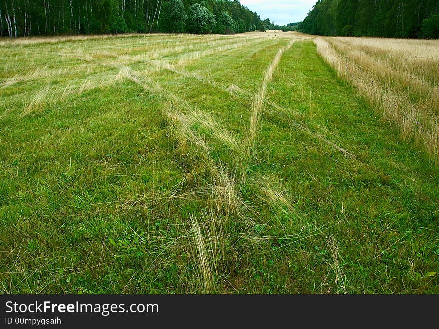 Wide mowed meadow among the forest