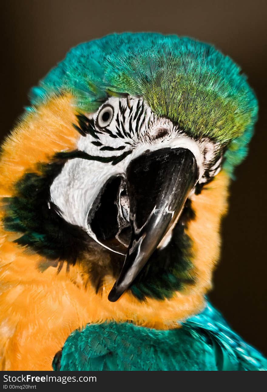 A close up portrait of a parrot. A close up portrait of a parrot.