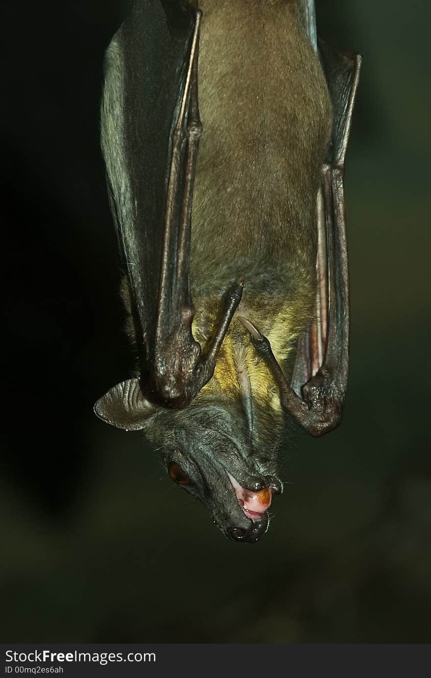 Bat Portrait 2