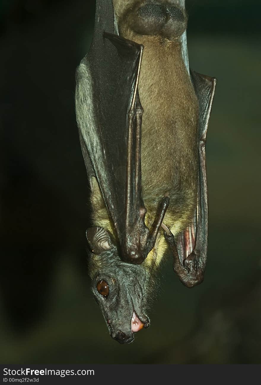 A bat is hanging upside-down. A bat is hanging upside-down.