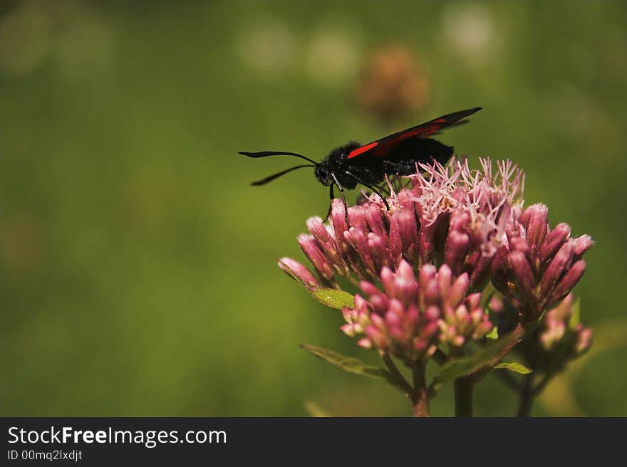 The Six-Spot burnet moth (Zygaena filipendulae). The Six-Spot burnet moth (Zygaena filipendulae)