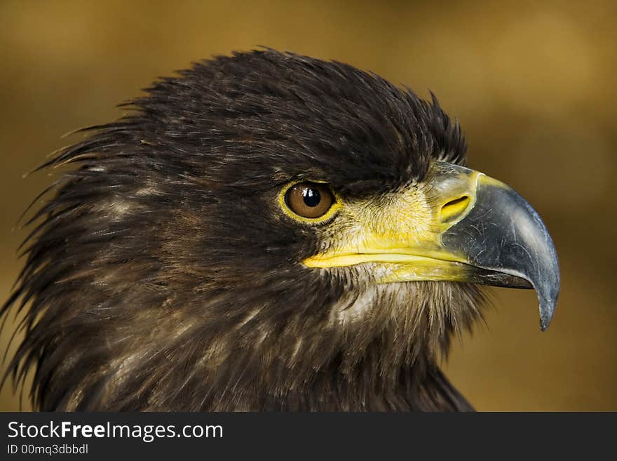 The Portrait of an sea-eagle. The Portrait of an sea-eagle