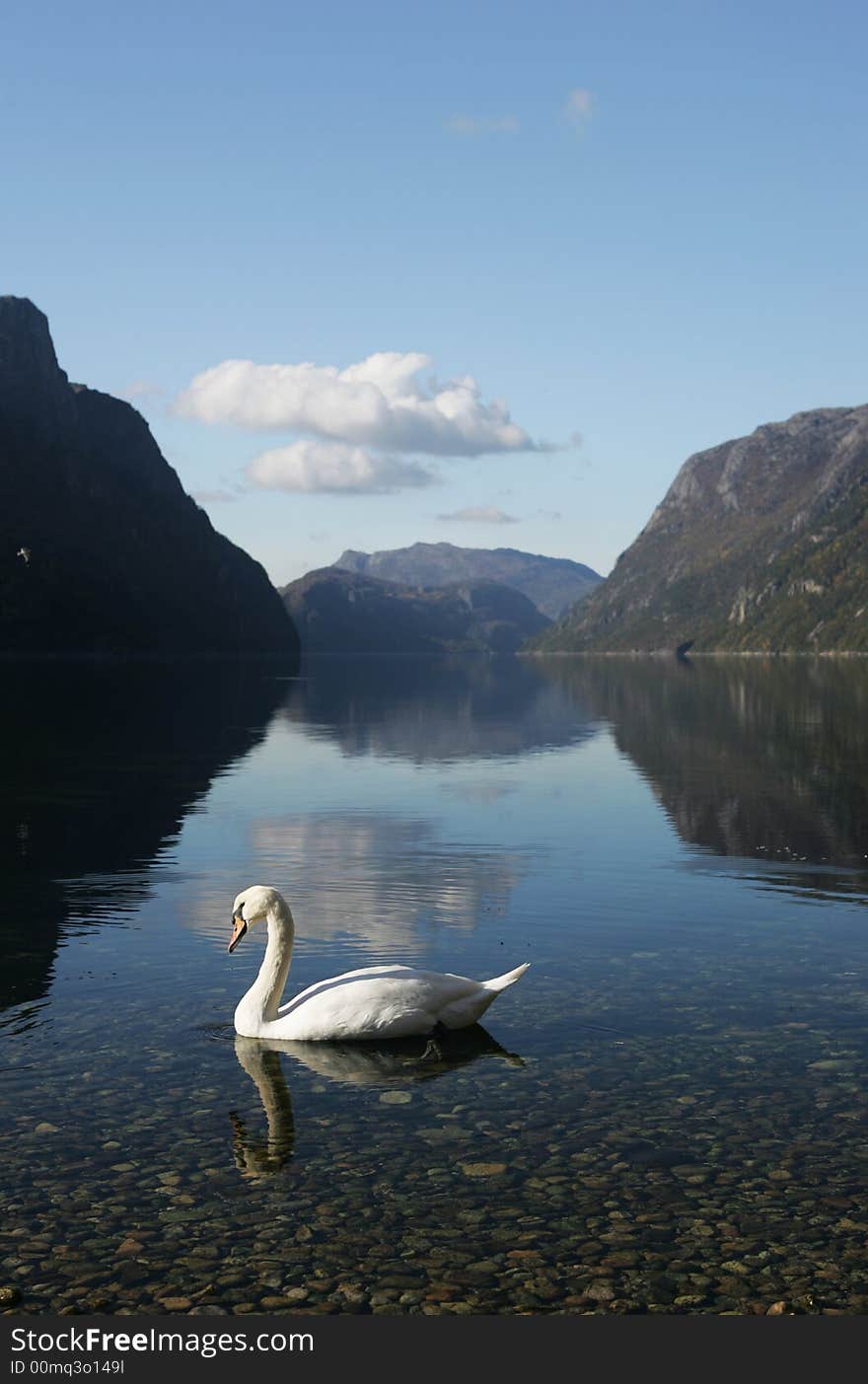 Swan in Frafjord