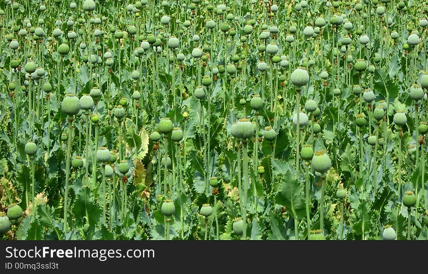 Poppy field with round poppy heads and flowers. Poppy field with round poppy heads and flowers.