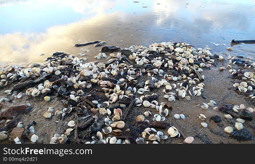 Sea coast with sea shells and reflection of the sky and clouds in the water. Sea coast with sea shells and reflection of the sky and clouds in the water