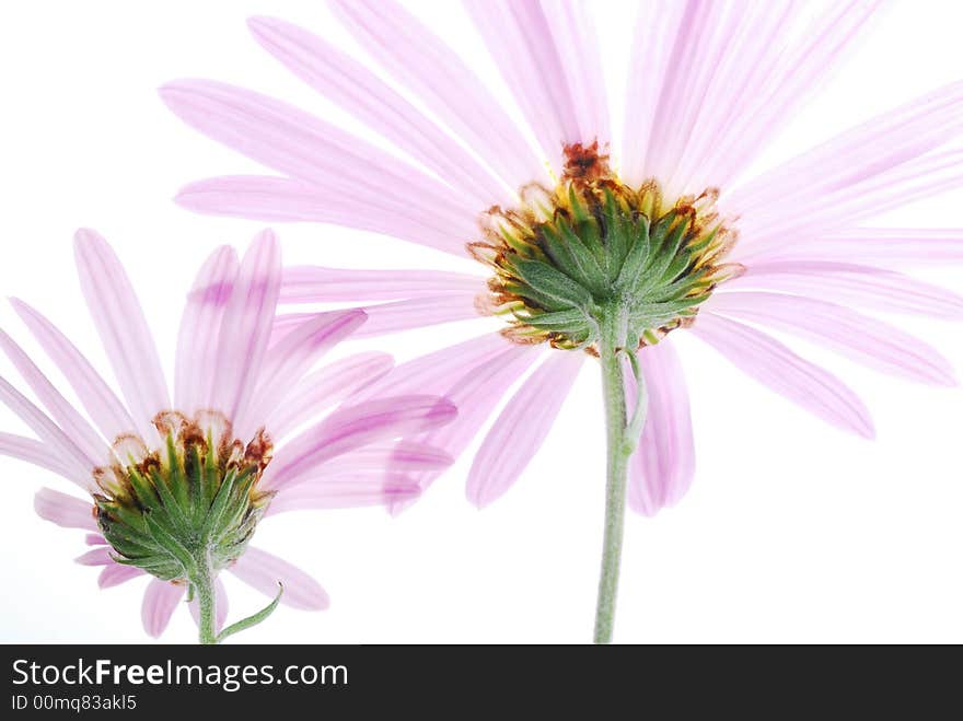 Close up of pink flowers