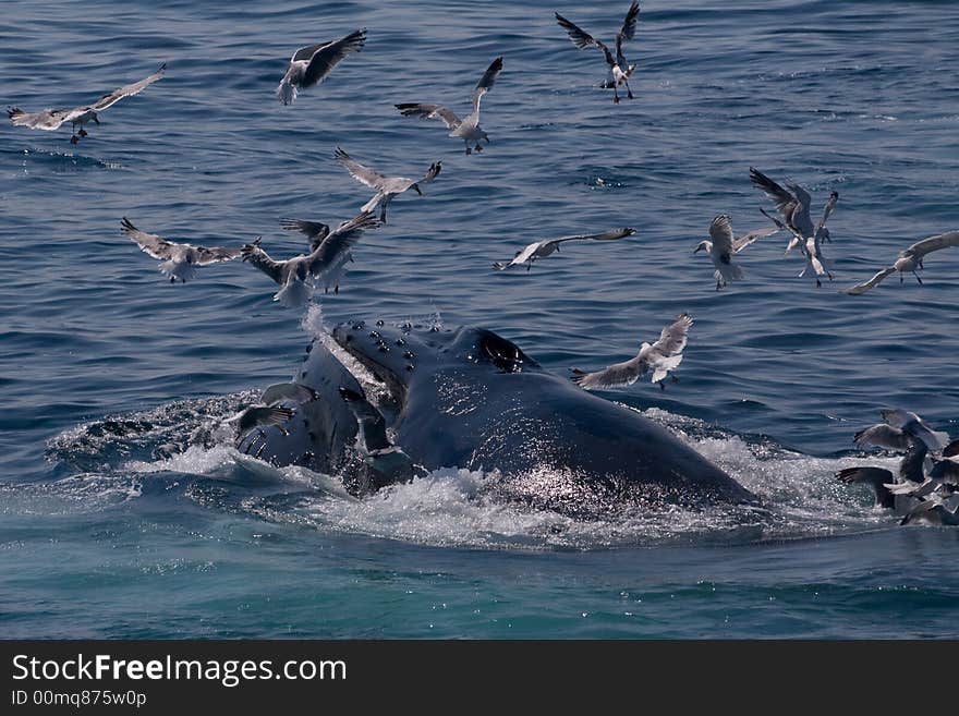 Humpback whale/Megaptera novae