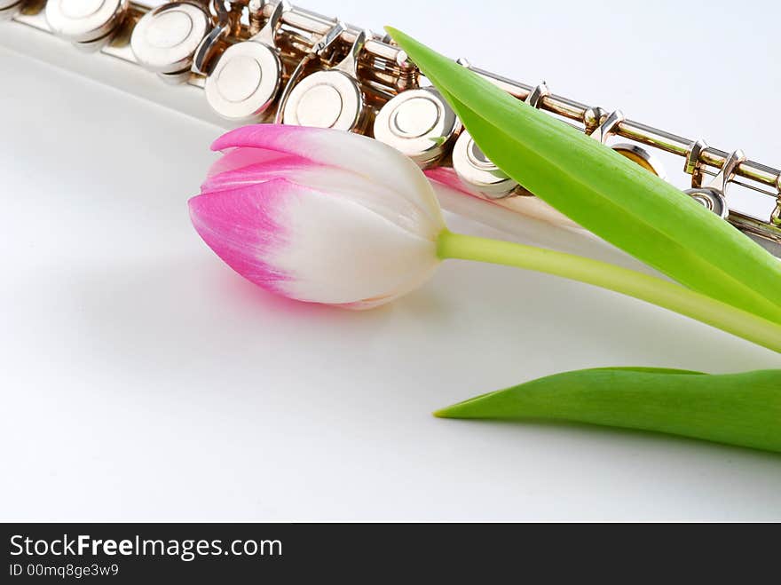 Pink tulip besides silver flute. Pink tulip besides silver flute