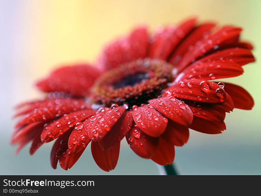 Water drops on red gerber