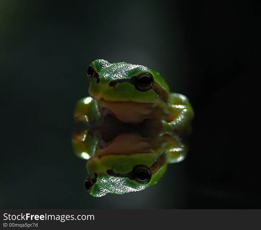 Green frog