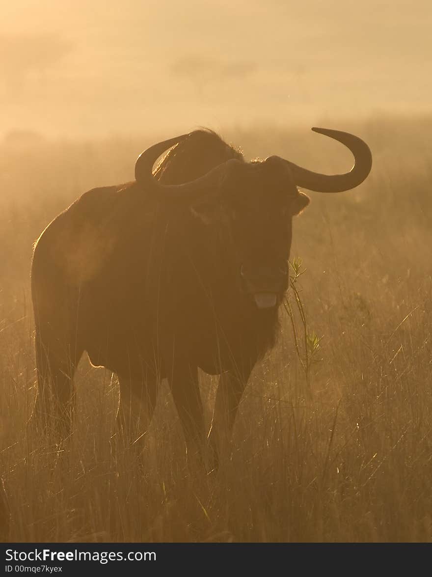 Wildebeest image taken in first rays of sunlight.