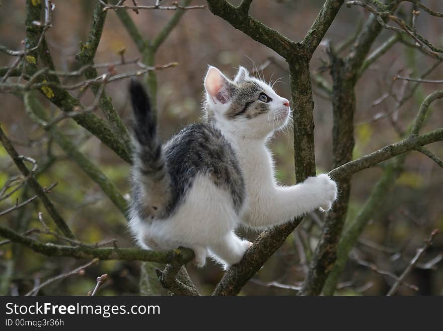 Kit on tree