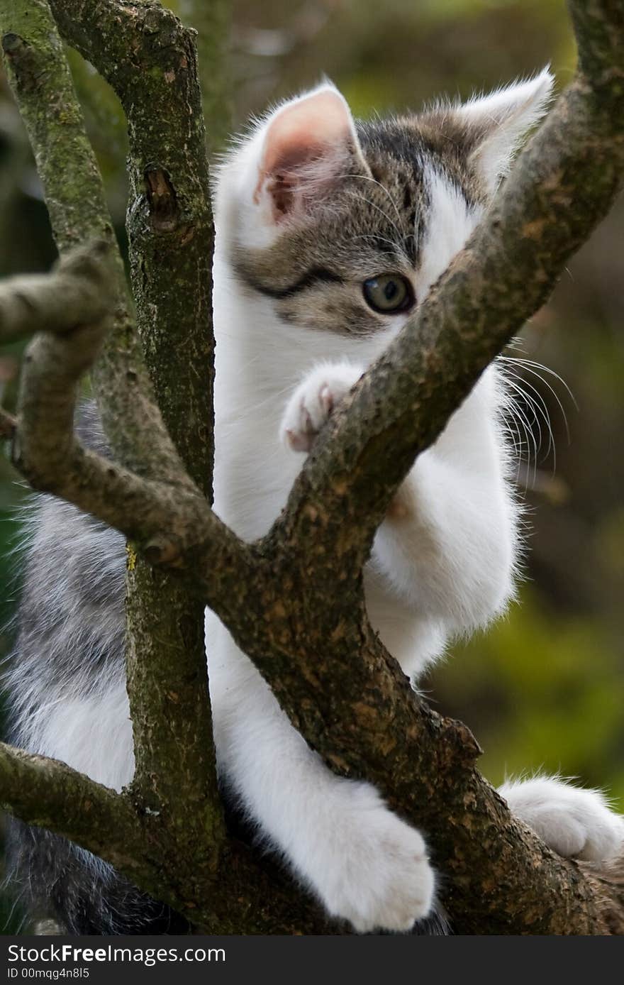 Kit on tree