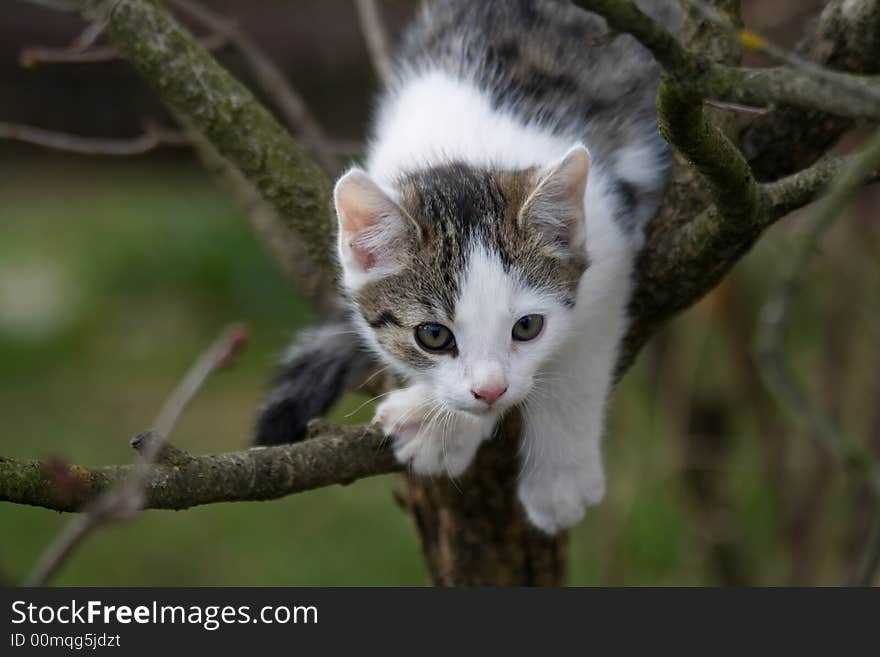 Kit on tree