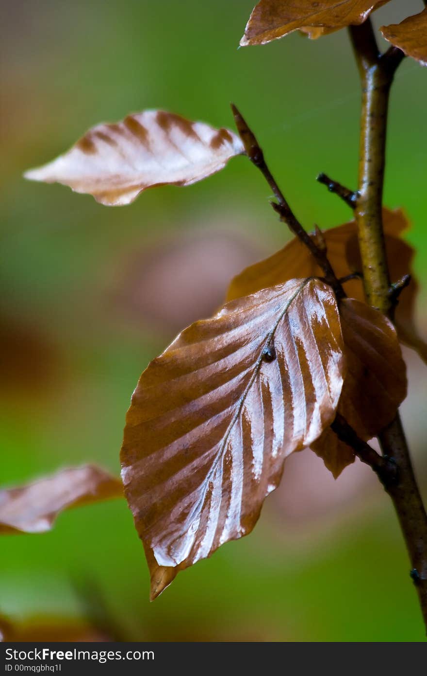 A wet leaf in autumn season