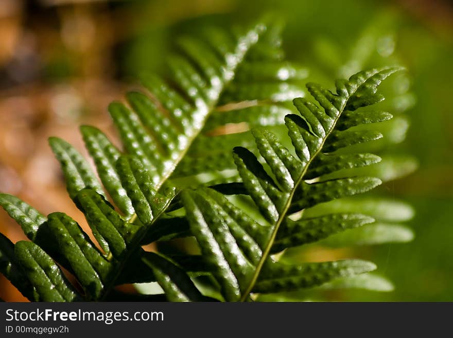 Green In Forest