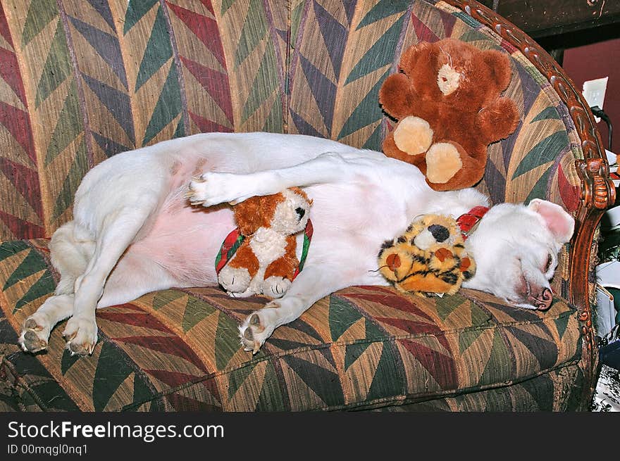 Sleeping Dog and Friends