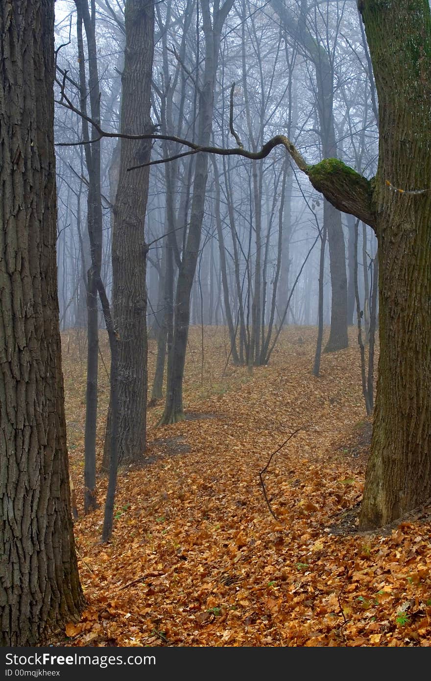 Foggy wood