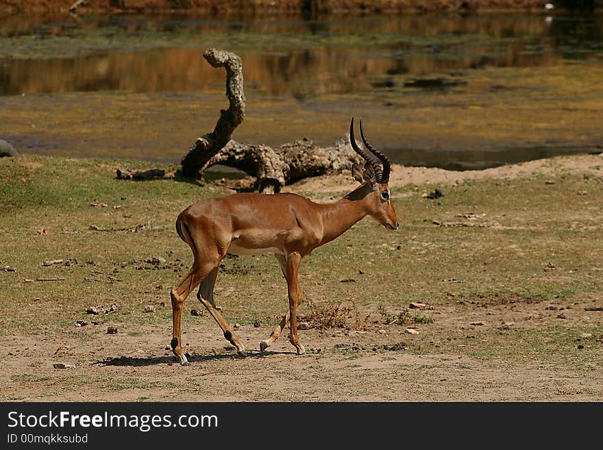 Young elk