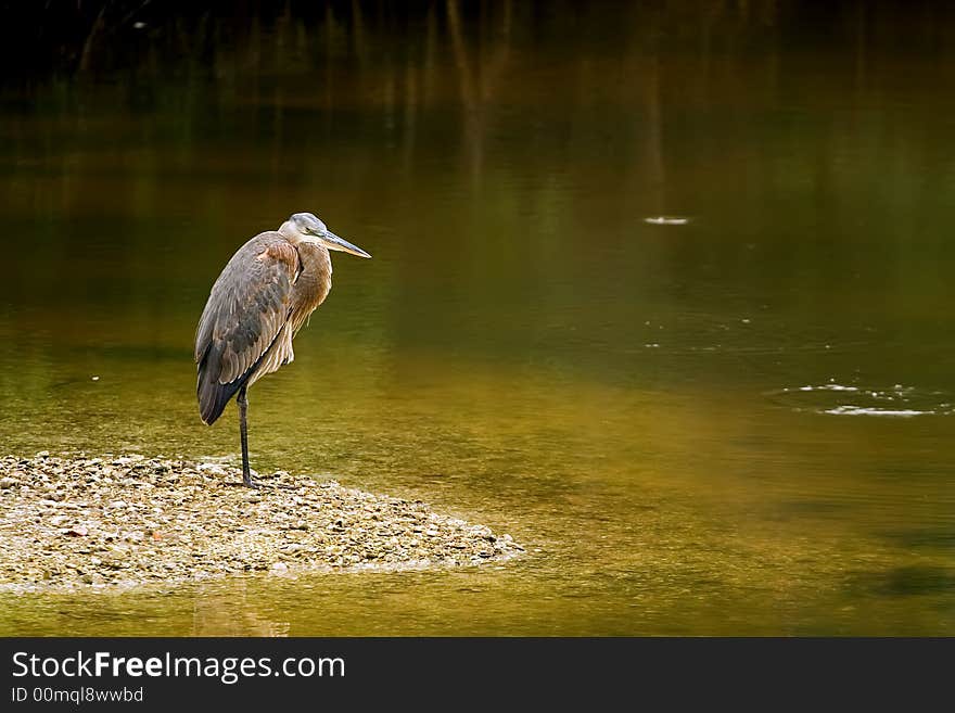 Great Blue Heron