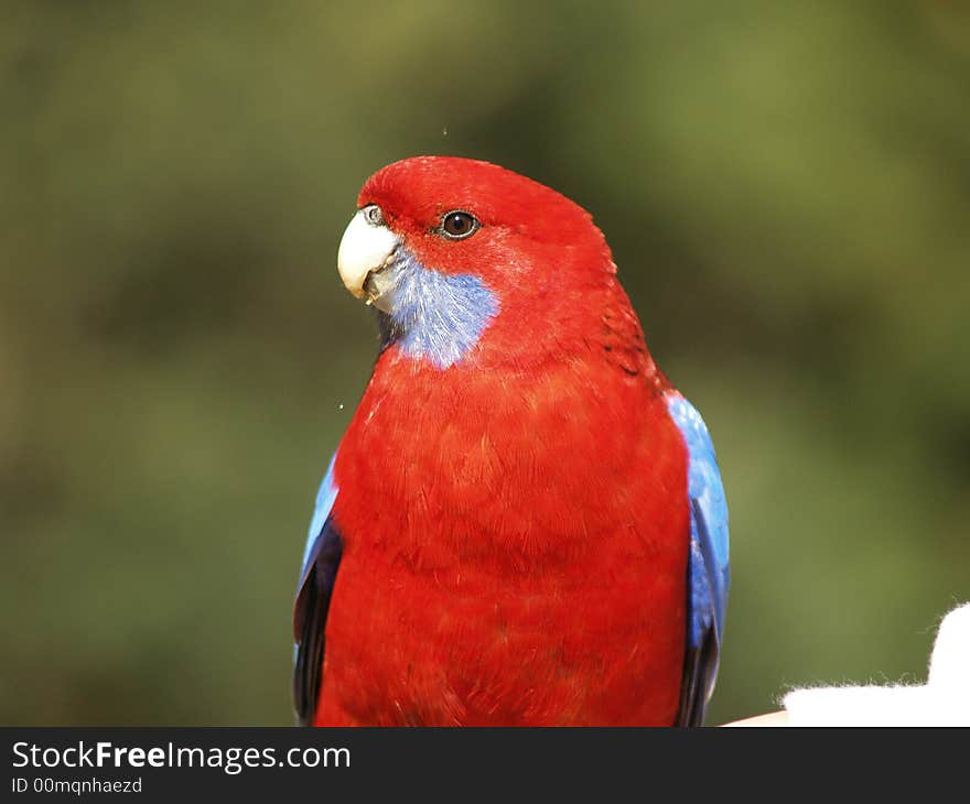 This is a very beautiful yet commnly found bird in melbourne. They fly at a very fast speed and they fly in pairs. Lot of them have their homes in the nearby Dandenong mountains. This is a very beautiful yet commnly found bird in melbourne. They fly at a very fast speed and they fly in pairs. Lot of them have their homes in the nearby Dandenong mountains.