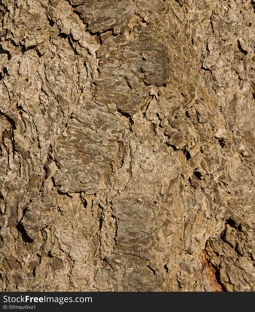 Close up of fir tree bark.