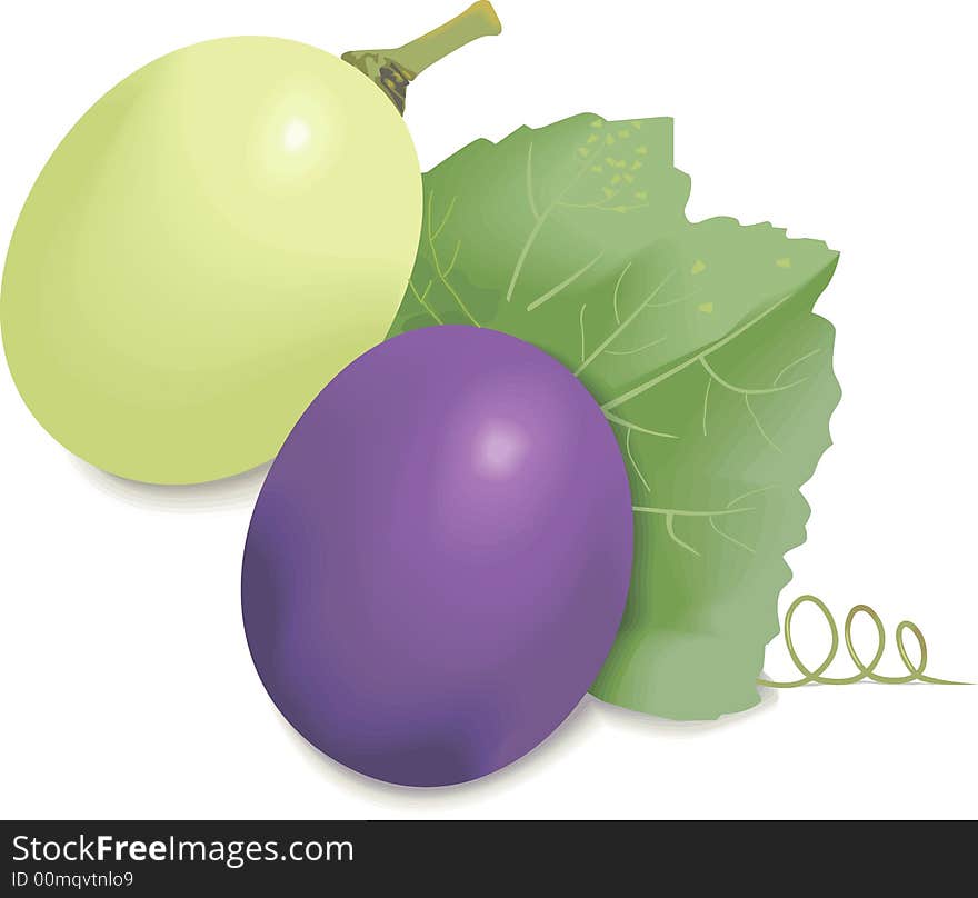 Illustration of Grapes green and Blue. Illustration of Grapes green and Blue