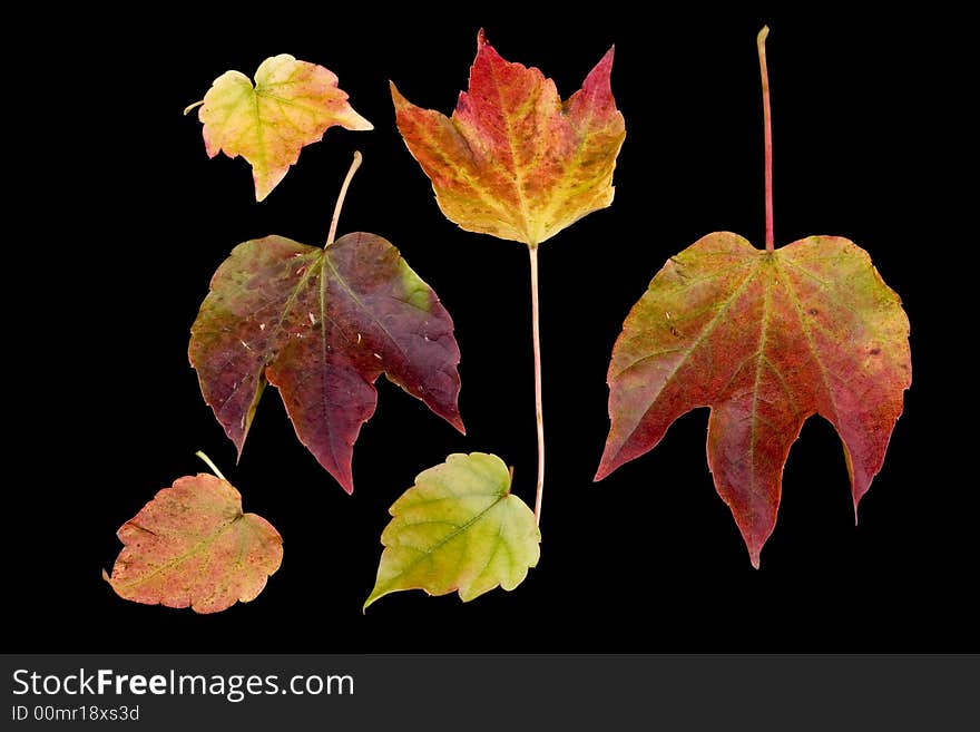 Leaf. Six autumn leaves on black background