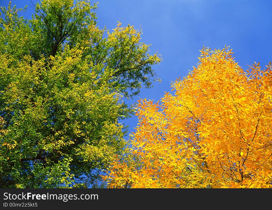 Tree on a background of the sky