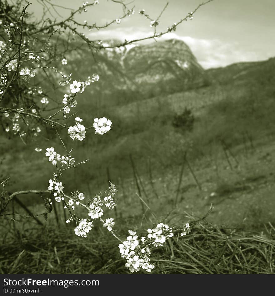 Flowering on a background of mountains