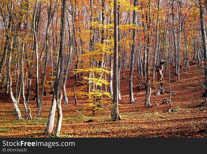 Tree on a background of a wood